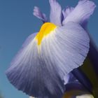 Iris2