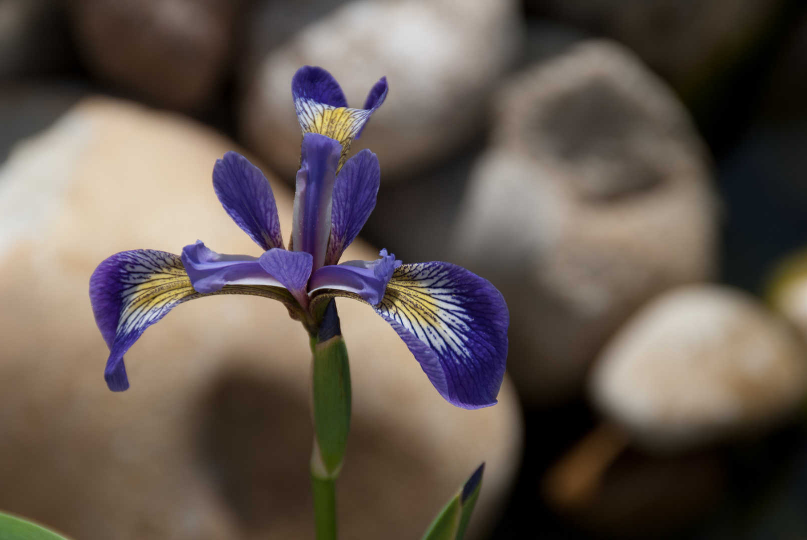 Iris_2010