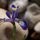 Iris_2010