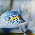 Iris_4923