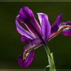 Irisblüte 2 in Lila