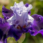 Irisblüte 2farbig