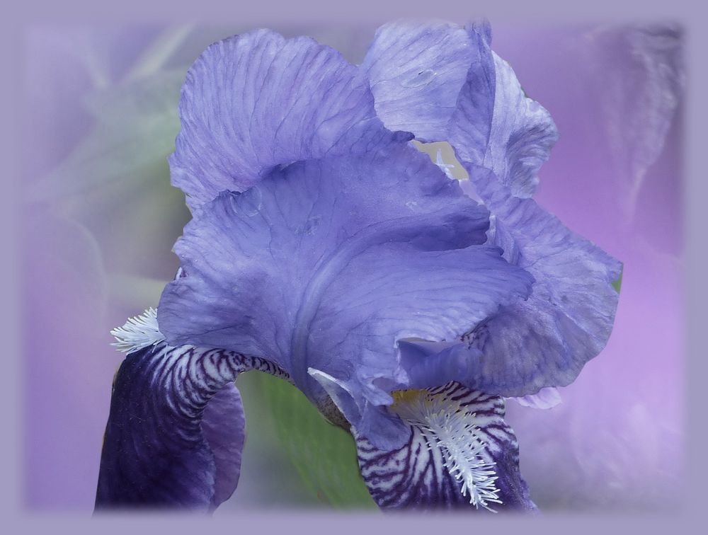 Irisblüte ...