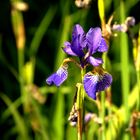 Irisblüte