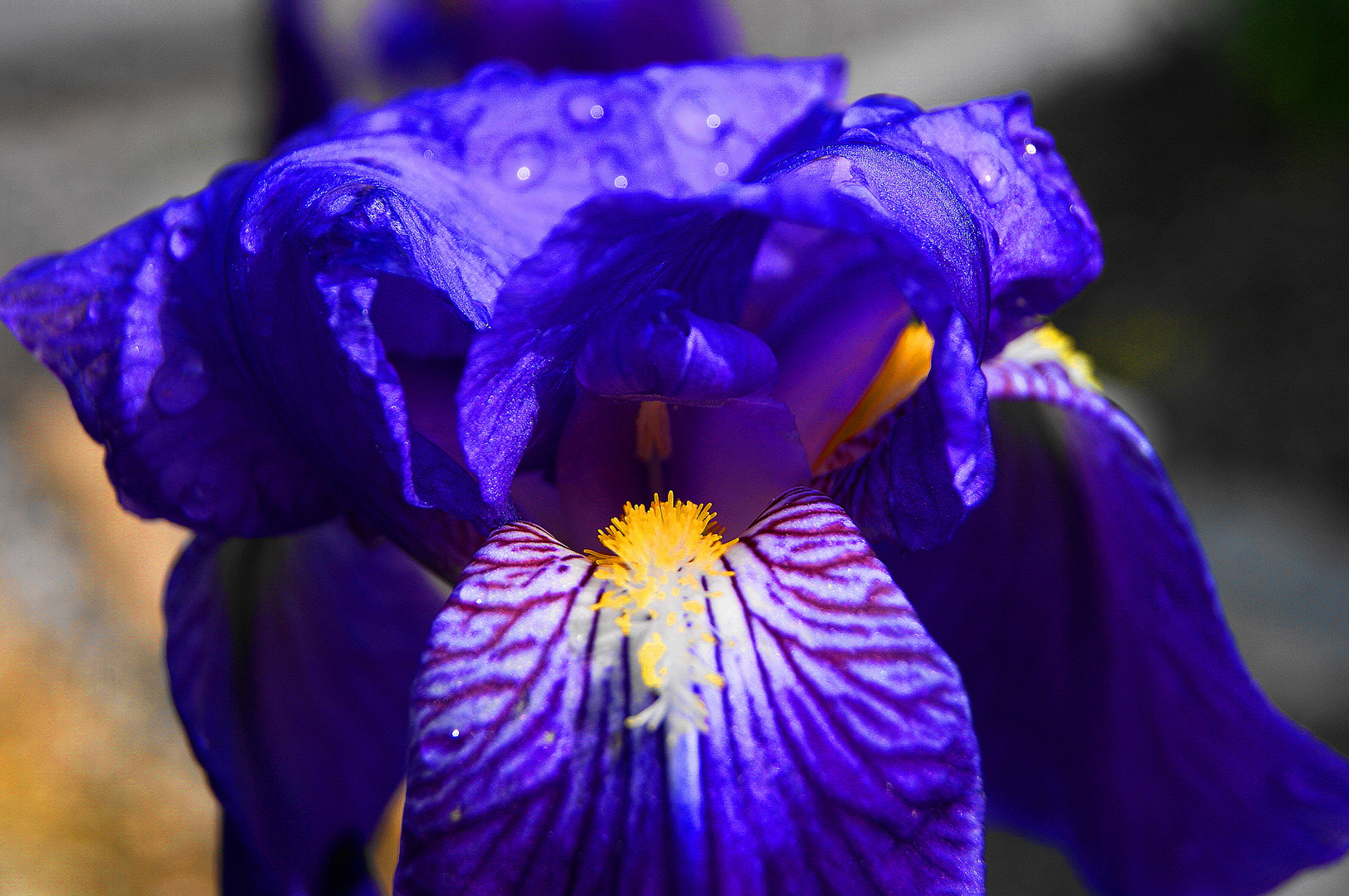 Irisblüte am Hochrhein