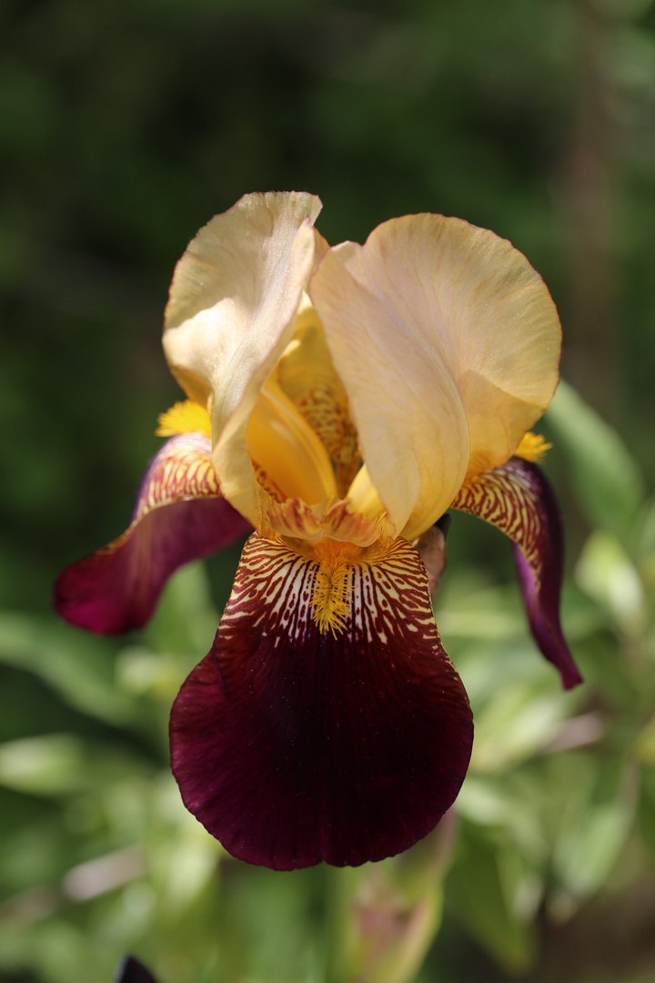 Irisblüte Ausgabe Frühling 2013