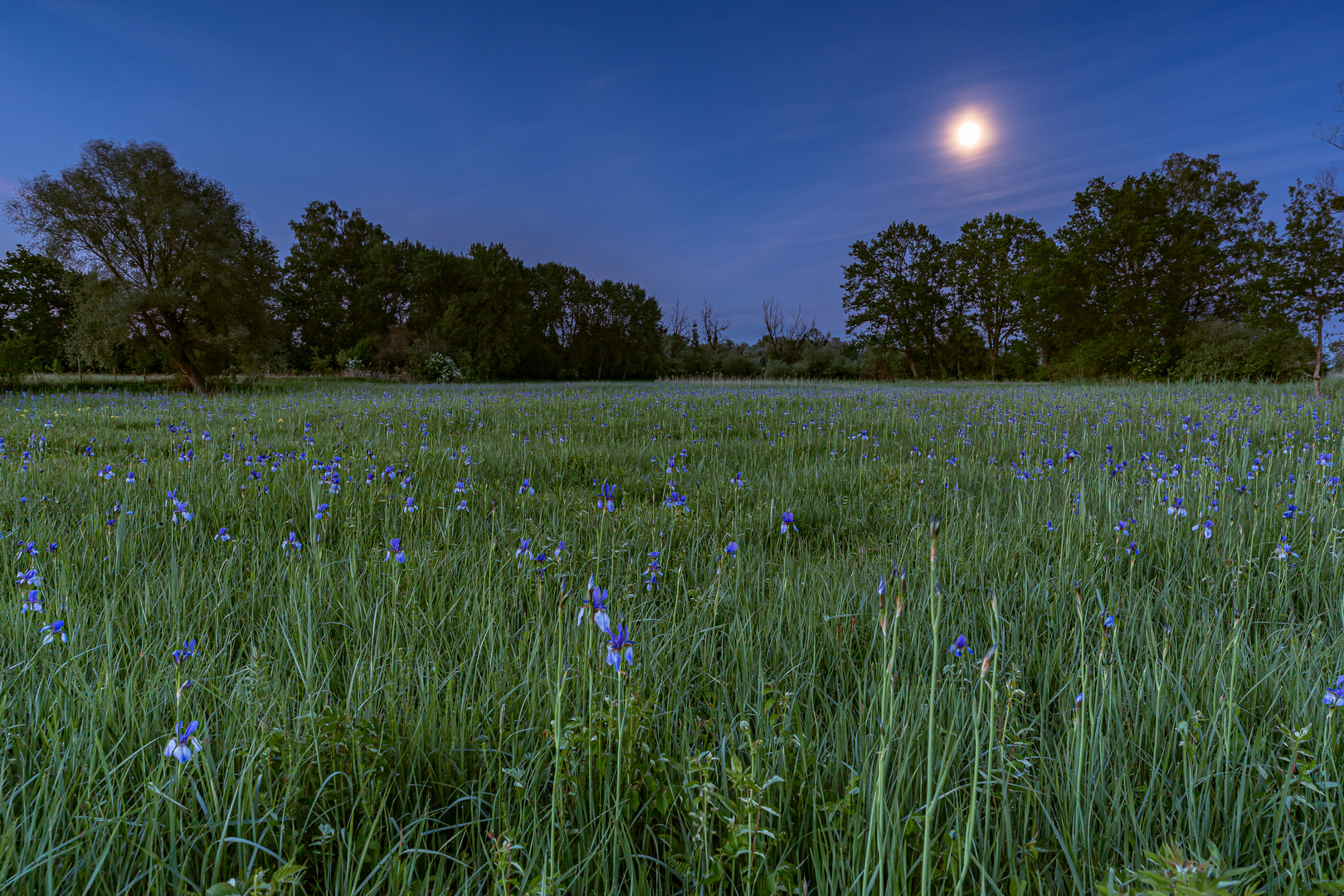 Irisblüte bei Mondschein im Eriskircher Ried