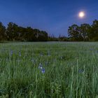 Irisblüte bei Mondschein im Eriskircher Ried