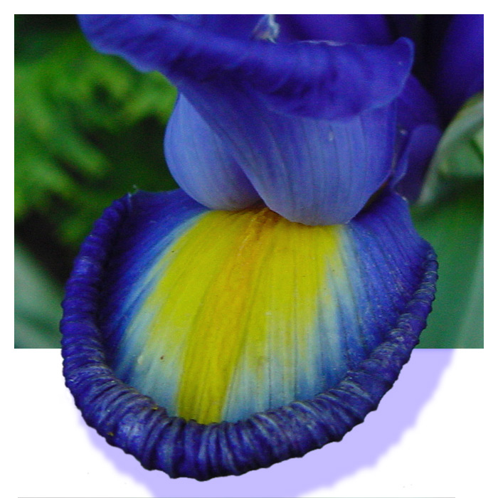 Irisblüte entfaltet sich aus dem Bild heraus