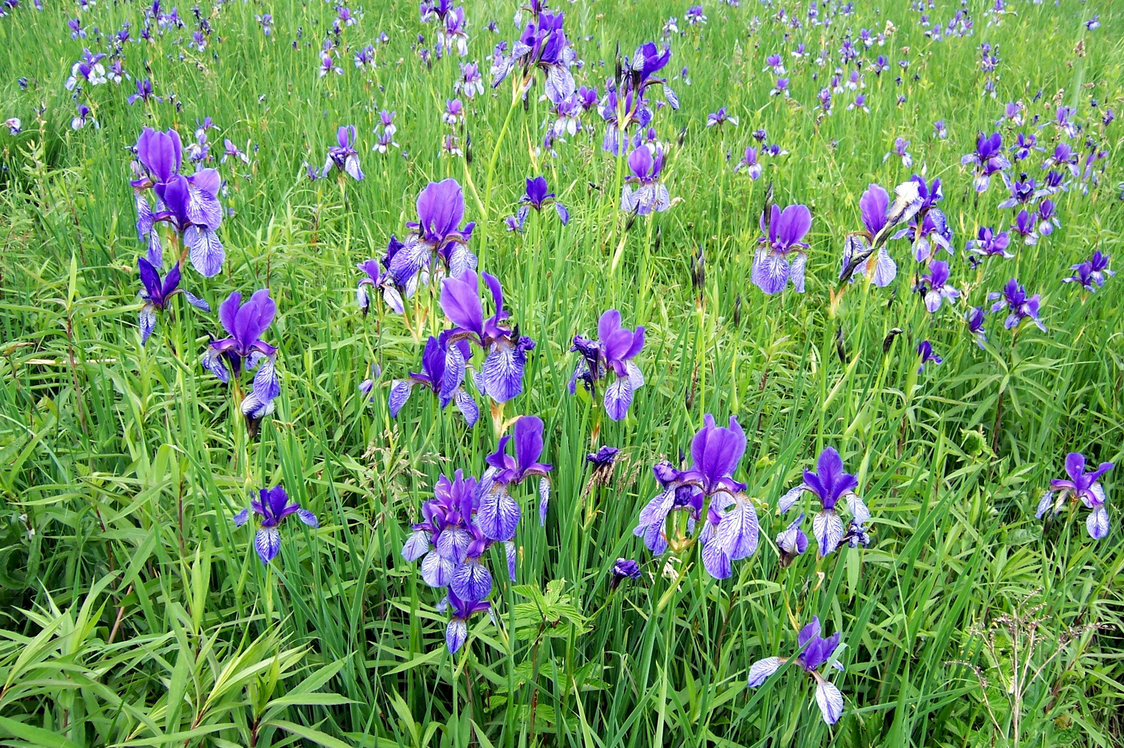 Irisblüte - Eriskircher Ried/Bodensee