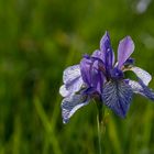 Irisblüte im Eriskircher Ried