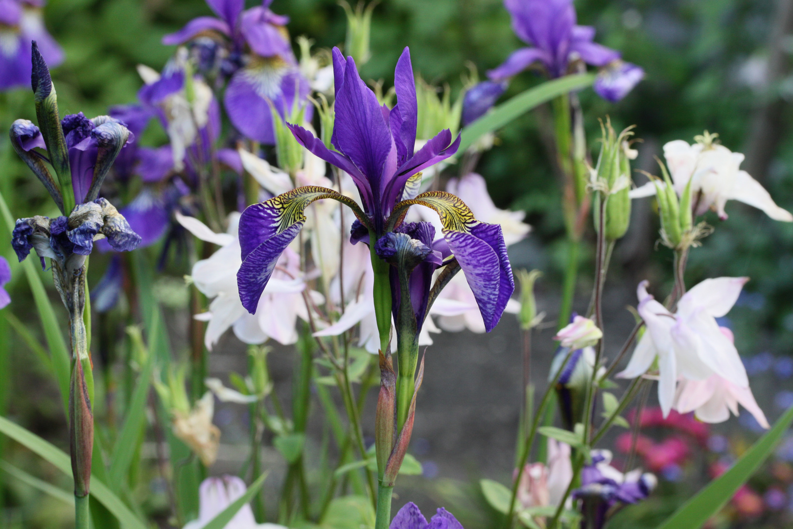 Irisblüte im Eriskircher Ried