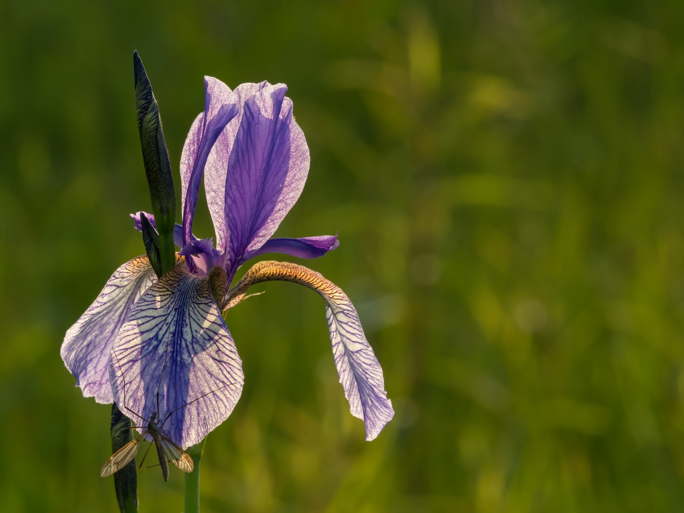 Irisblüte im Eriskircher Ried (Bodensee)