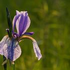 Irisblüte im Eriskircher Ried (Bodensee)