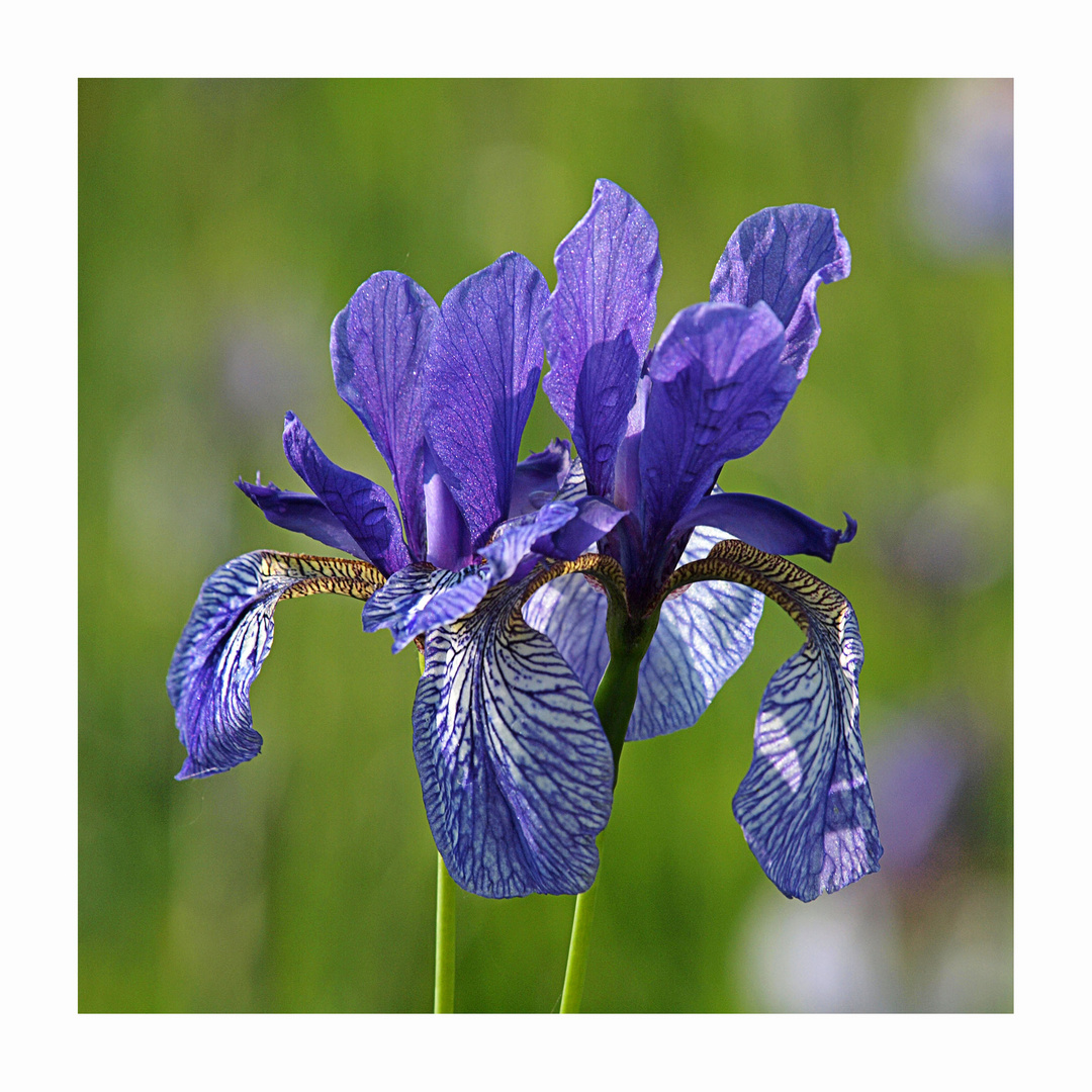 Irisblüte im Ried