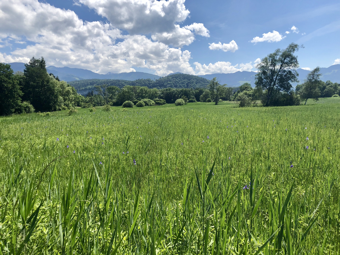 Irisblüte im Ried