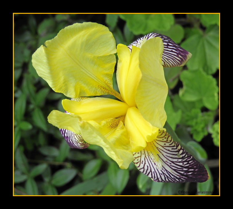 Irisblüte in unserem Garten