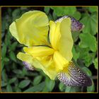 Irisblüte in unserem Garten