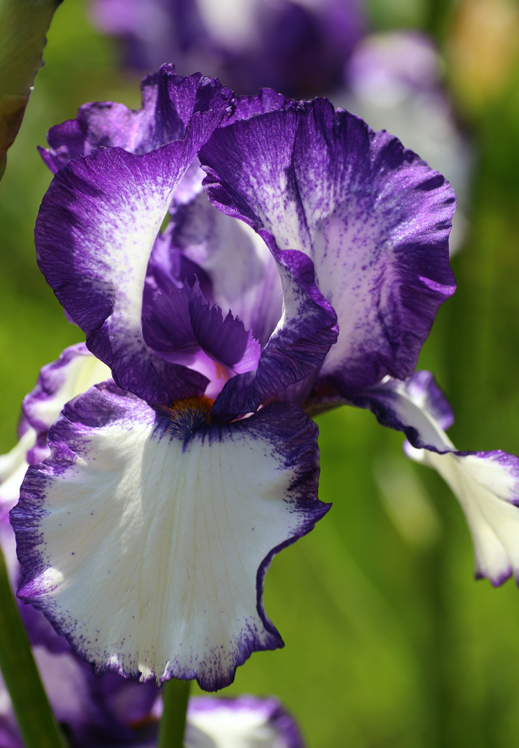Irisblüte lila-weiss...