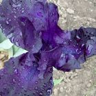 Irisblüte mit Morgentau