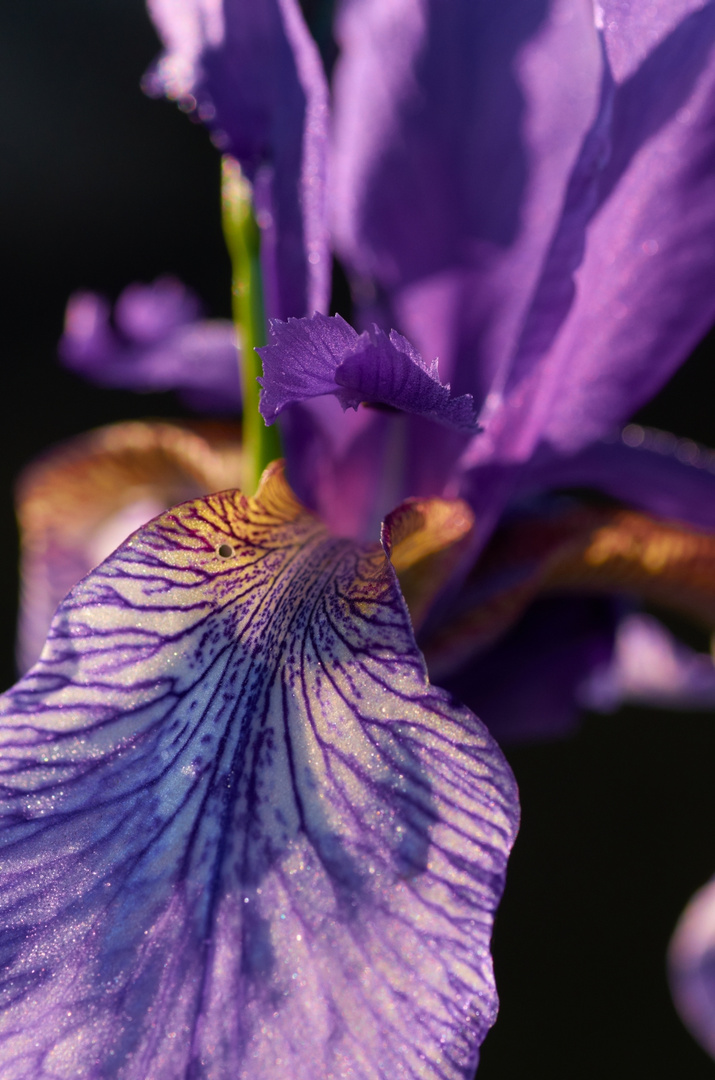 Irisblüte vor schwarz