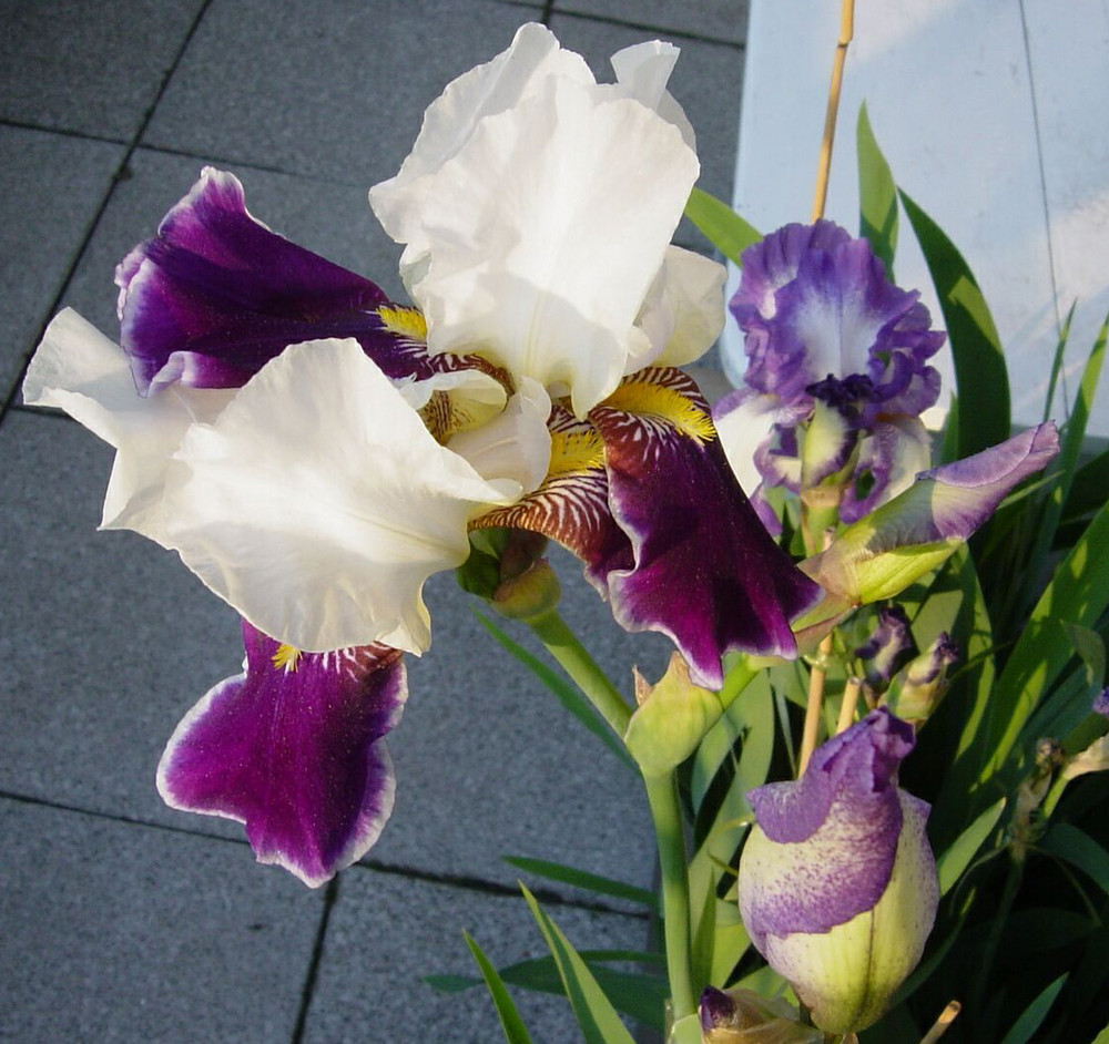 Irisblüten von ottokarlaugust 
