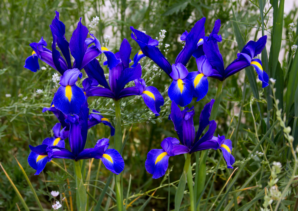 Irisblüten