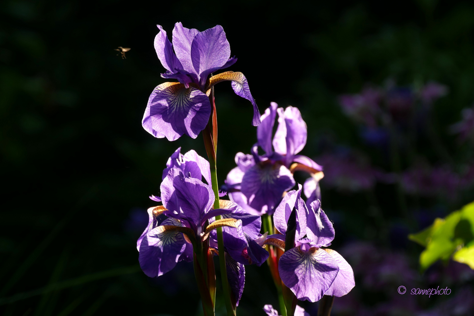 Irisblüten