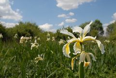 Irisblüten