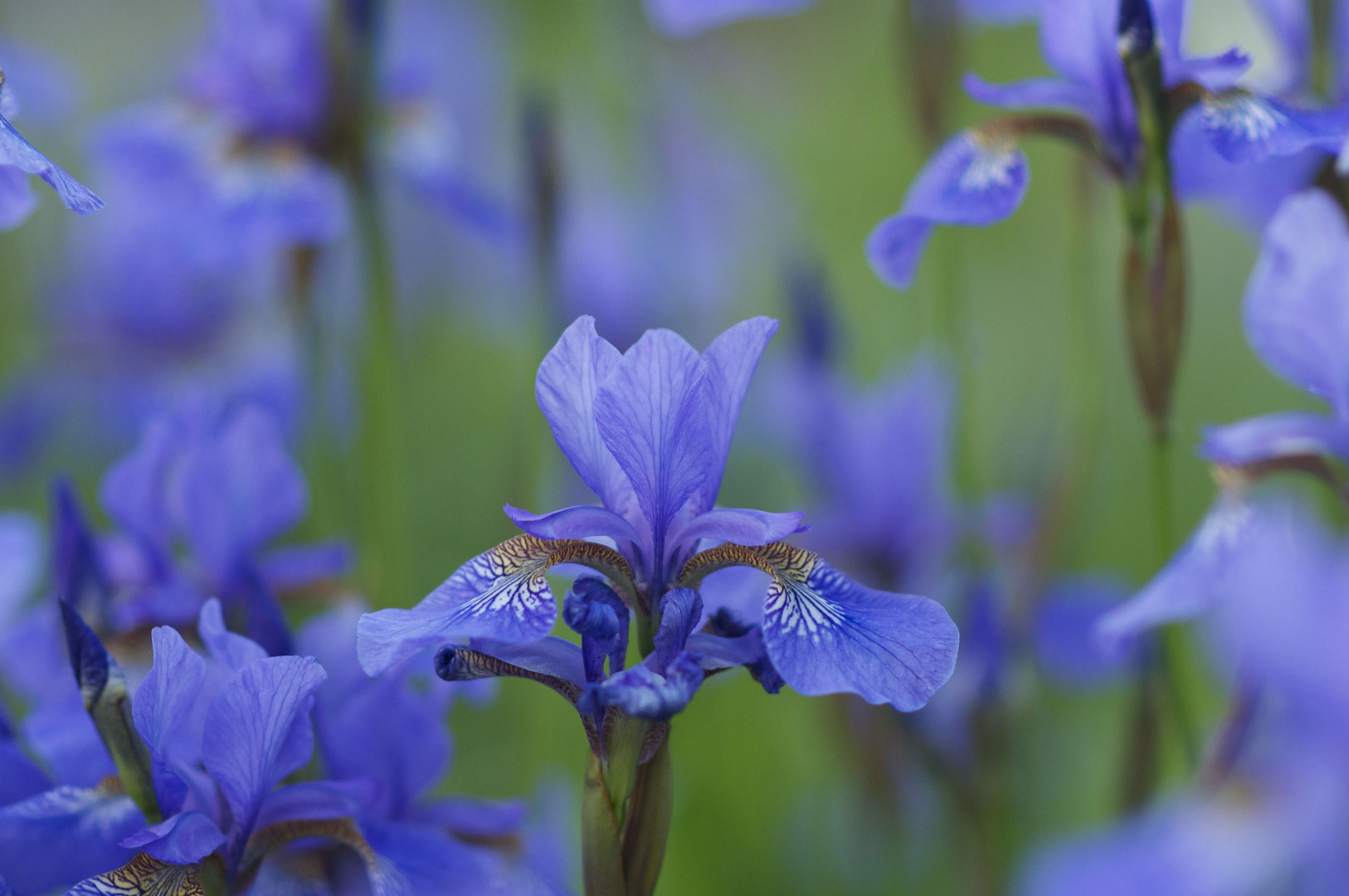 Irisblüten