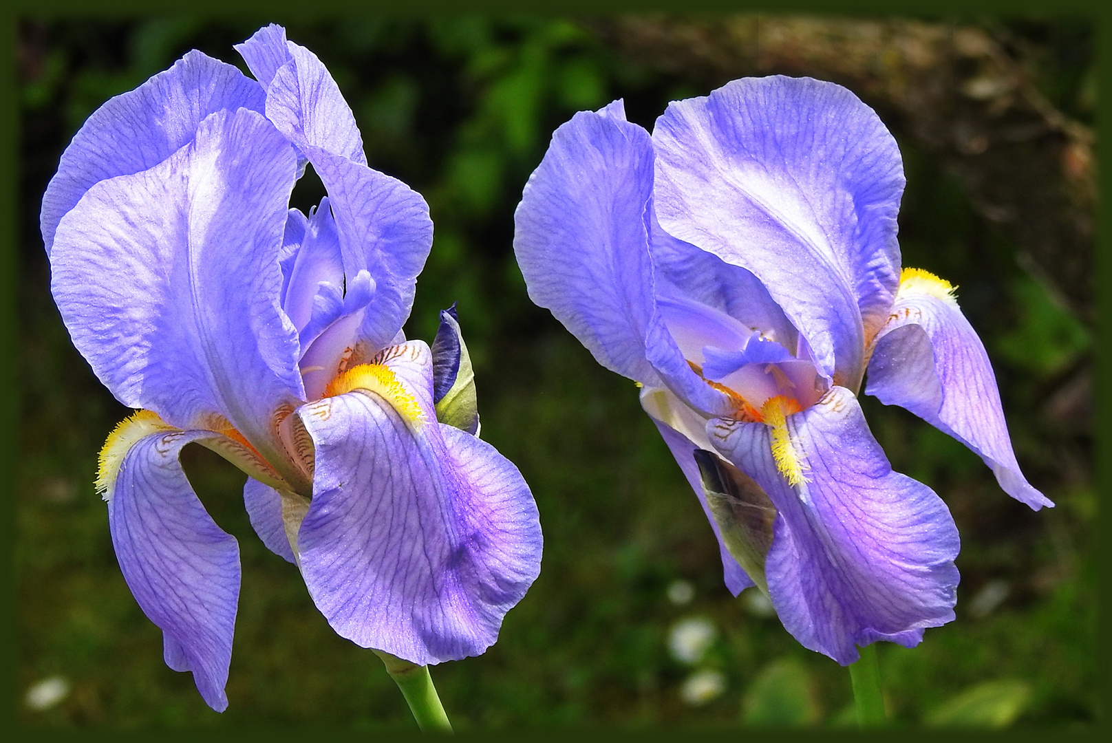 Irisblüten ...
