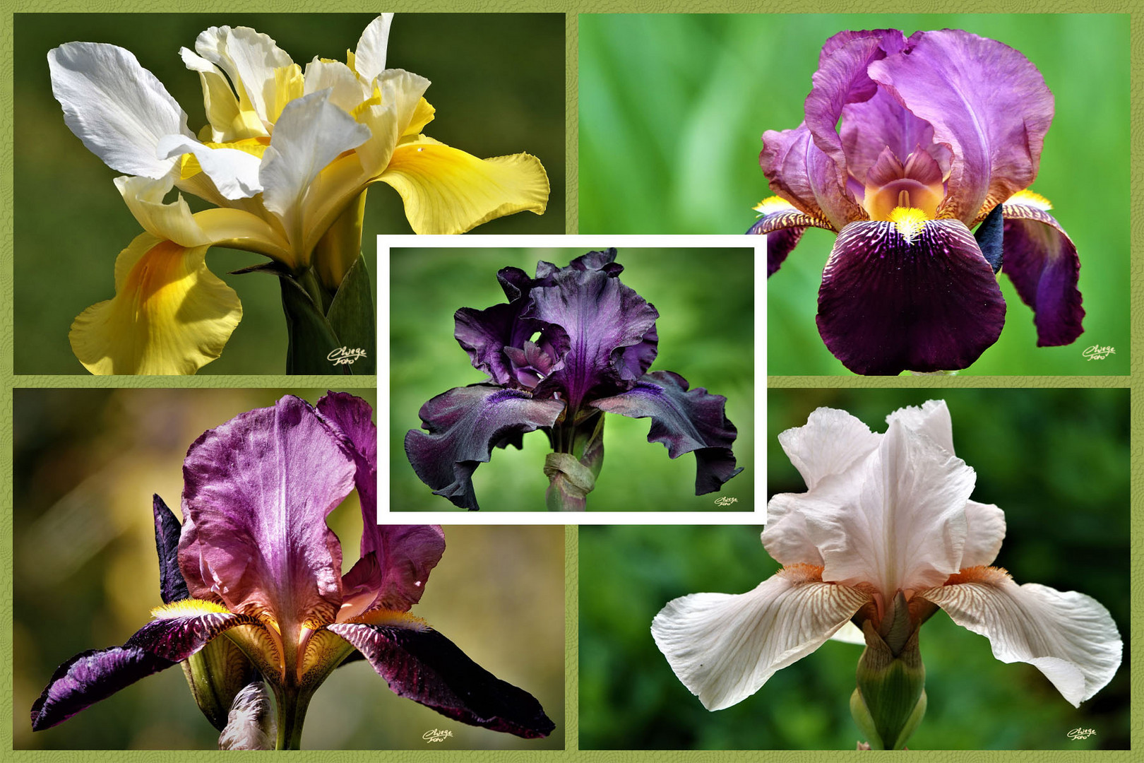 Irisblüten-Collage