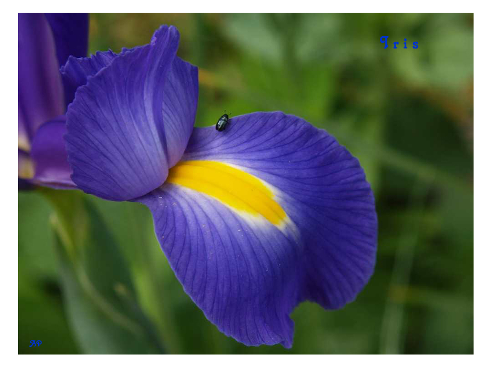 Irisblüten-Detail