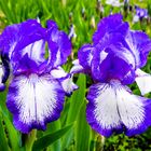 Irisblüten