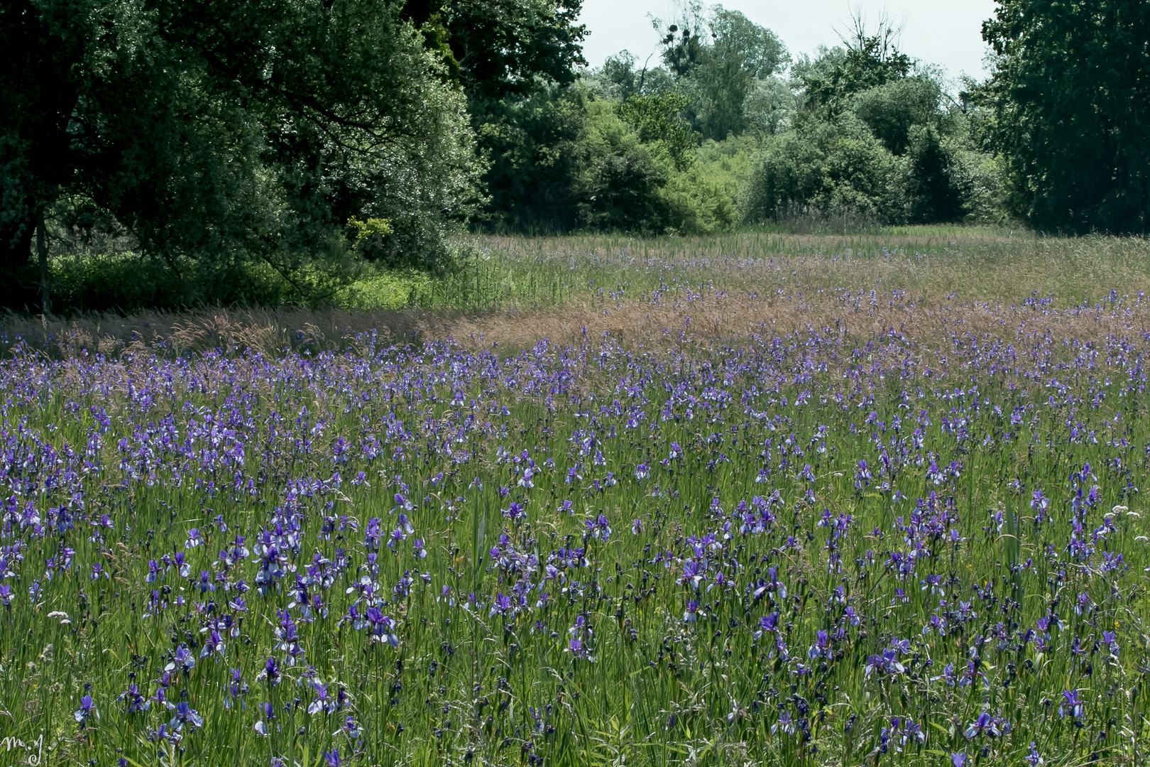 Irisblüten im Eriskircher Ried