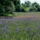 Irisblüten im Eriskircher Ried