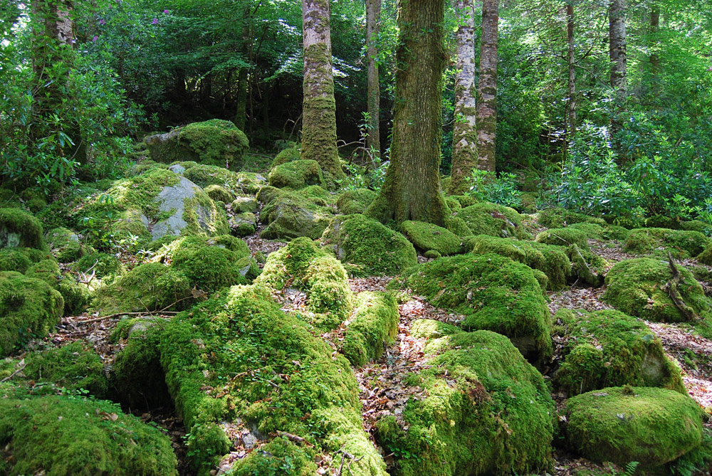 Irisch Moos Foto & Bild europe, united kingdom & ireland, ireland