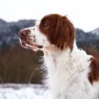 Irisch rot/weiß Setter