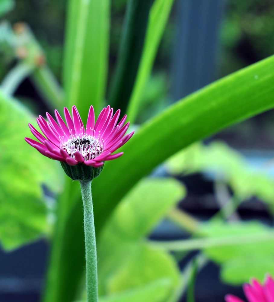 Irische Gerbera