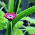 Irische Gerbera