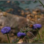 Irische Hummel über dem Abgrund....