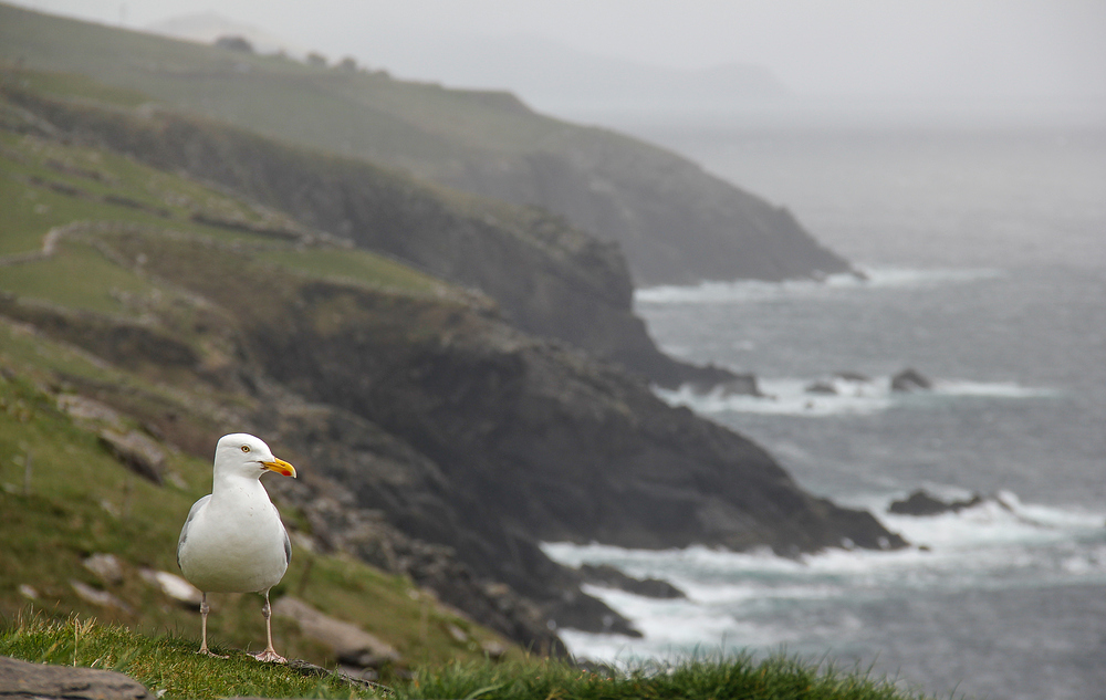 Irische Möwe, Halbinsel Dingle