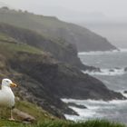 Irische Möwe, Halbinsel Dingle