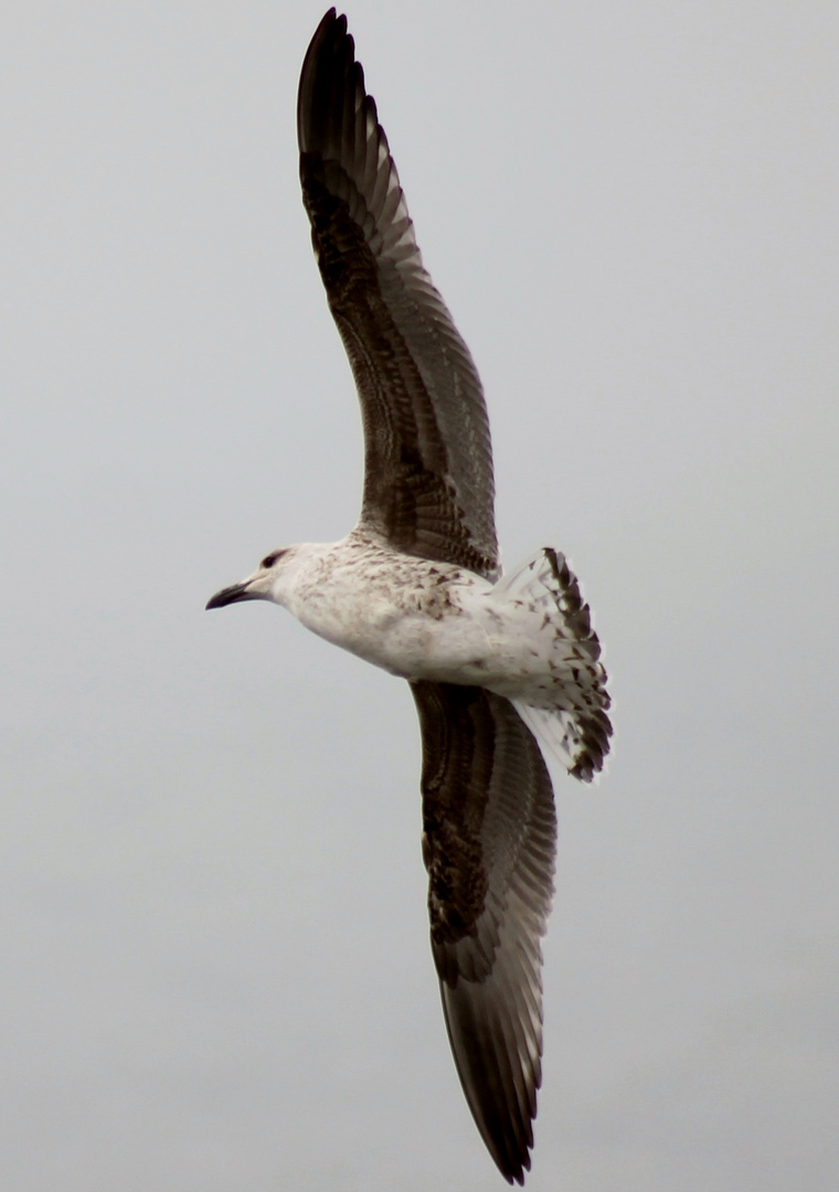 Irische Möwe im Flug