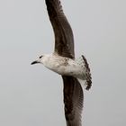 Irische Möwe im Flug