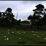 Irische Pastorale in der Früh