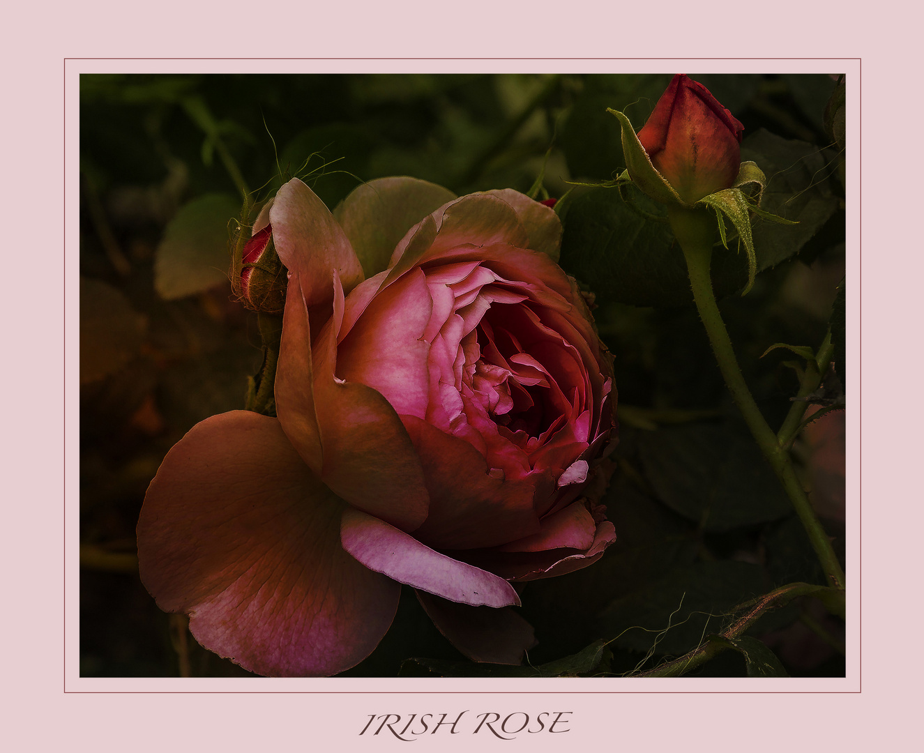 IRISCHE ROSE