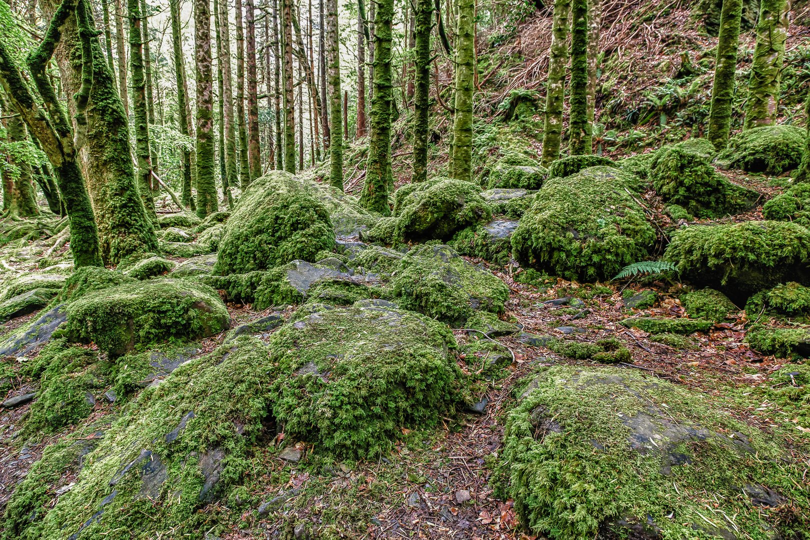 Irische Wälder