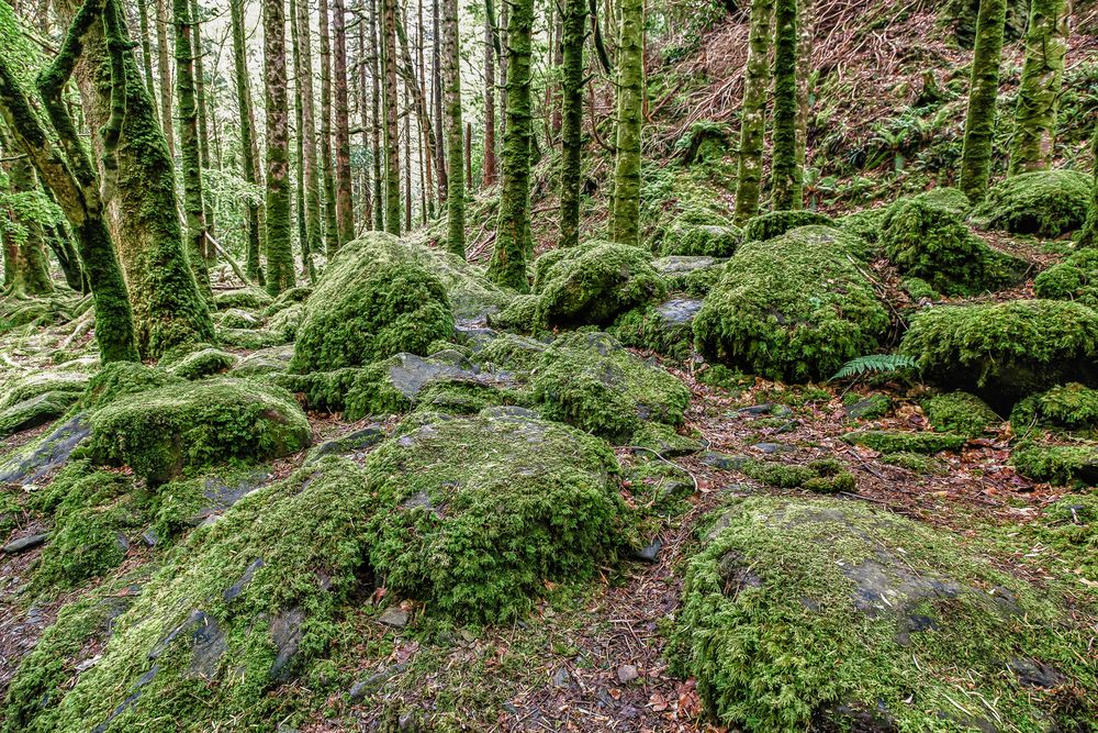 Irische Wälder