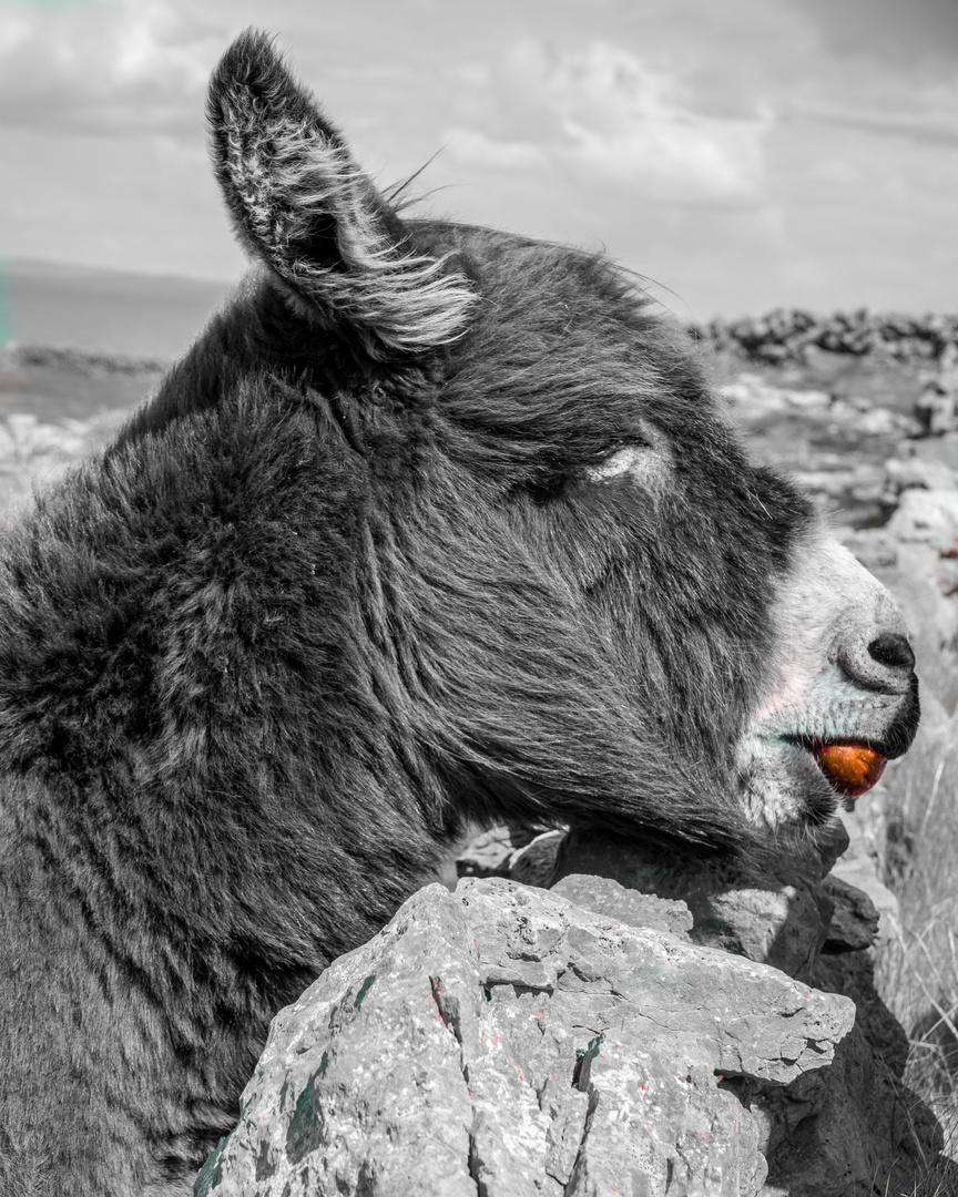 irischer Esel - Aran Islands - Irland